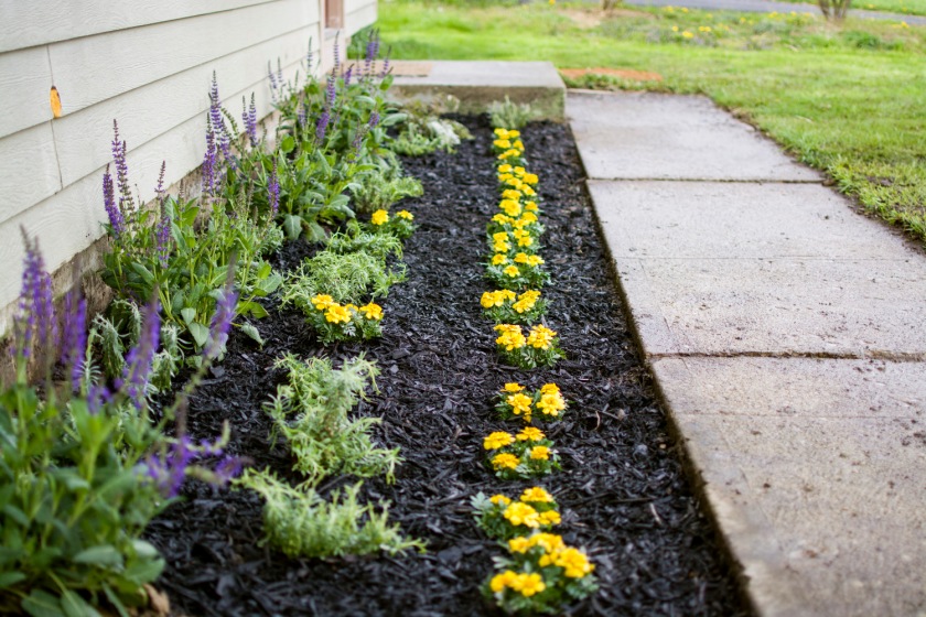 flower bed mosquito repelling plants landscaping lavender marigolds painted japanese fern